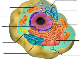 Unlike animal cells plant cells have quizlet. Lab Test Diagram Quizlet