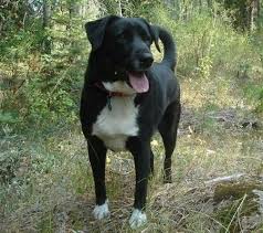 Shollie german shepherd dog/border collie mixed dog breed information, including pictures, characteristics, and facts. Borador Border Collie Labrador Retriever Border Collie Lab Mix Border Collie Mix Border Collie