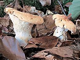 Un Champignon De Saison Le Pied De Mouton Pied De Mouton Champignons Farcis Champignon Comestible