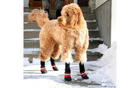Fleeced Lined Muttluks Dog Boots Muttluks Cold Maintenance