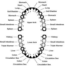 Tooth And Organ Chart Horse Teeth Growth Chart Dental