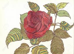 How to draw a blue rose | color pencil drawing of rose step by step | esay drawing easy drawing of rose flower, easy drawing of rose flower step by step, h. Beautiful Red Rose Isolated On White With Green Petals Art Pencil Drawing By Hand Closeup Stock Photo Picture And Royalty Free Image Image 48073444