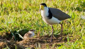 New Baby Plover Birds In Backyards