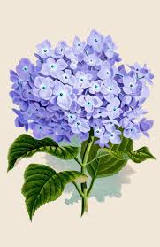 The books are in pdf format for printing, or you can read them online. Free Printable Vintage Floral Images Novocom Top