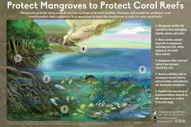 Mangrove Biodiversity Mangrove Scuba Diving Quotes Scuba Diving Magazine