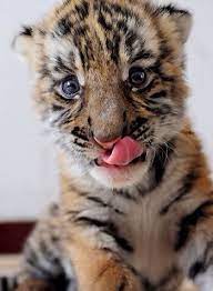 Pin On Cute Animals