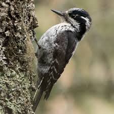 Image result for Tridactyle virginea