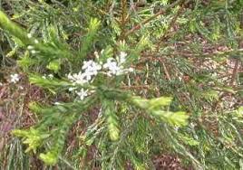Image result for Struthiola thomsonii