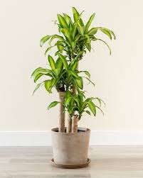 Does dracaena need sunlight at all? 22 Plants That Grow Without Sunlight India Gardening