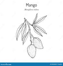 Image result for Mangifera indica