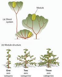 Image result for Aristida stenostachya