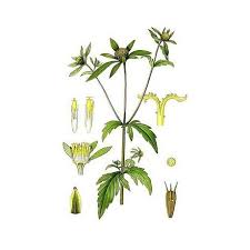 Image result for foto Dvouzubec