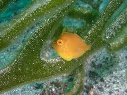 アオサハギ 幼魚