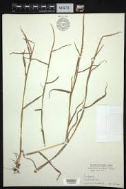 Image result for Hemarthria natans