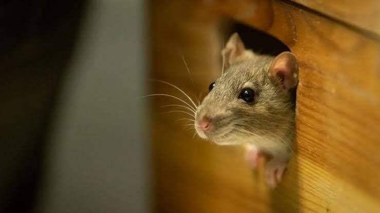 Rodent control service product image