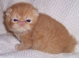 28.10.2019 · what kind of cat is garfield? Garfield Cat Breed Cheap Online