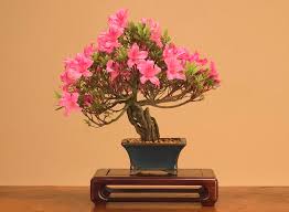 Did you scroll all this way to get facts about trees flowers? Quality Bonsai Trees Supplies 100 000 Trees Shipped