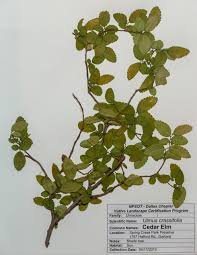 Image result for Ulmaceae