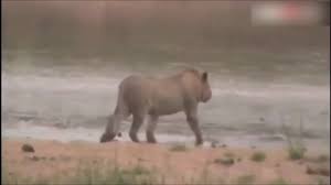 Aslan Vs Timsah Savasi Aslan Horses Animals