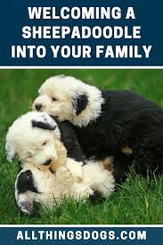 We handle the entire process of health checks, sheepadoodle breeder screening and travel arrangements. Sheepadoodle Puppies For Adoption Near Me Review At Puppies Www Addlab Aalto Fi