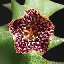 Image result for Orbea carnosa