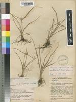 Image result for Kyllinga odorata