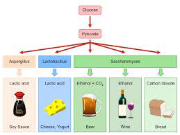 The term ph is a measure of the degree of the acidity or the alkalinity of a solution when it. Yeast Fermentation Bioninja