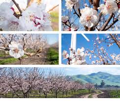It is considered to be the most flavorful, best tasting apricot in production. Blenheim Apricot Orchard In Full Bloom Spring 2019 Blossoms B R Farms Llc Store