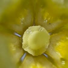 Image result for Tabernanthe elliptica