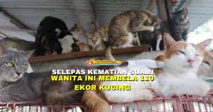 Kucing hitam mati setahun lalu muncul dalam video. Kucing Halaman 20 The Mamamiaow