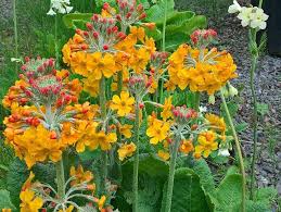 Image result for Mimulopsis excellens