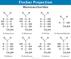 The horizontal lines illustrate the bonds which come out of the page, whereas the vertical lines show bonds that are in the page. Fischer Projection Definition Illustration And Examples
