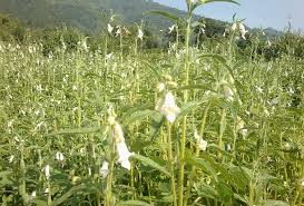 Sesame is often called a survival plant. Sesame Seeds Einas International Trade Consultancy Eitcuk