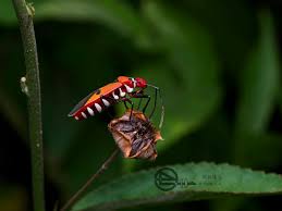 Image result for Cyperus longicarpus