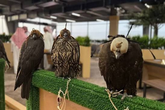 عشّاق التراث والإبداع اجتمعوا في المزاد الدولي لمزارع إنتاج الصقور 🦅 بـ مركز الرياض للمعارض والمؤتمرات 🤩 Heritage and creativity enthusiasts gathered at the International Auction for Falcon Breeding Farms 🦅 at