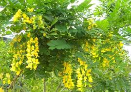 Image result for Calpurnia aurea