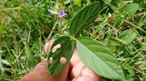 Image result for Calopogonium mucunoides