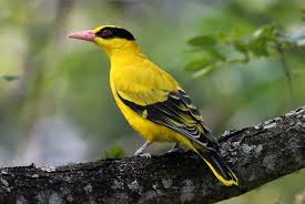 Bukan hanya itu saja pada bagian saya nuri memang memiliki warna hijau bisa. Jenis Burung Kepudang Di Sunda Besar Info Pendidikan Dan Biologi