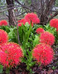 Image result for Scadoxus multiflorus