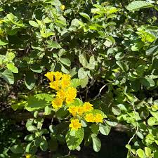 Image result for Geigeria engleriana