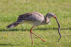 Amazing Wildlife Image Animal Hunting Bird Of Prey Attacking S Nake Red Legg Sponsored Ad Paid Image Amazin In 2020 Animal Hunting Animals Images Animals