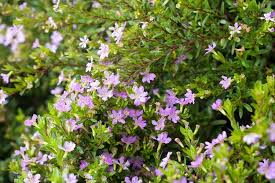 Image result for Cuphea hyssopifolia