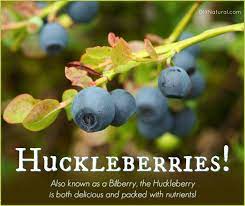 Where the huckleberries grow is the story of an immigrant family and their experiences in the logging camps of northwest washington. Huckleberry Aka Bilberry Health Benefits Of The Huckleberry Fruit