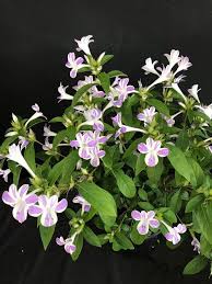 Image result for Barleria oxyphylla