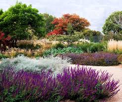 Best Australian Native Feature Plants Australian Garden Design Landscape Design Australian Garden