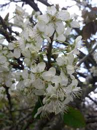 Image result for Prunus