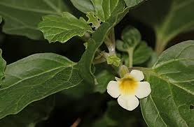 Image result for Pedalium