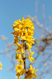 Having a forsythia bush in your yard adds a bright punch of yellow in early spring. Hd Wallpaper Forsythia Flower Spring Yellow Flowers Garden Figure Wallpaper Flare
