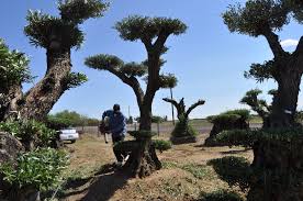 Pin On Olive A Dream Trees Ancient Olive Trees 100 Year Old Sculpted Olive Trees Bonsai