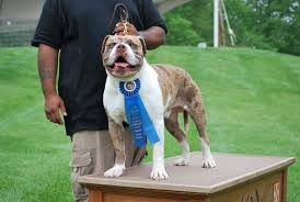 See more of alapaha blue blood bulldog france officiel on facebook. Alapaha Blue Blood Bulldog The Excellent Guard Dog Breed American Bully Daily